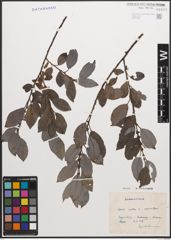 Foto von Salix caprea L. x Salix myrsinifolia Salisb.
